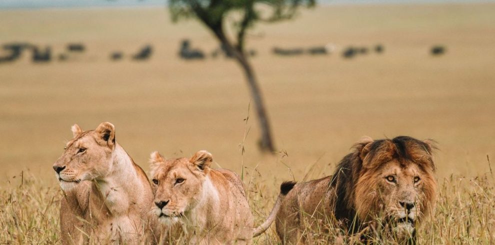 5 Day Masai Mara, Lake Naivasha & Amboseli Safari From Nairobi