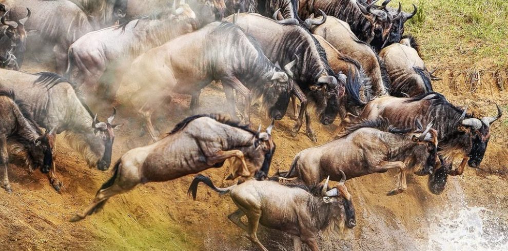 5 Day Masai Mara Wildebeest Migration Safari From Nairobi