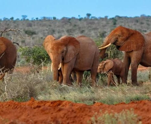 5 Day Tsavo East, Tsavo West, Amboseli and Taita Hills Safari From Diani Beach