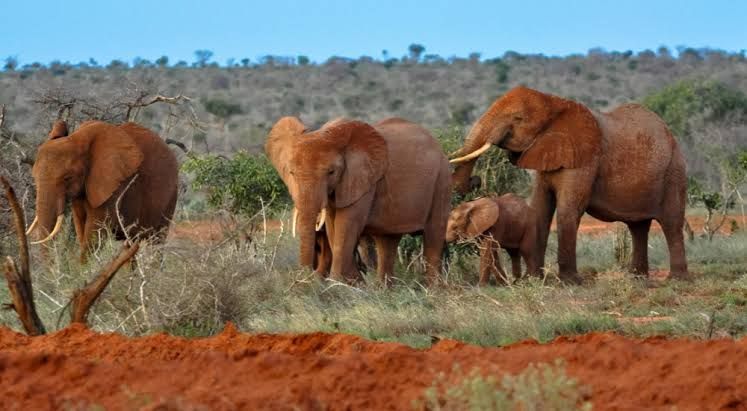 Taita Hills Wildlife Sanctuary Kenya safari destination
