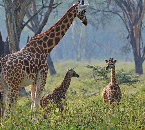 5 day Kenya safari from Nairobi to Aberdare Nakuru and Masai Mara