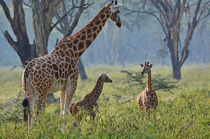 5 day Kenya safari from Nairobi to Aberdare Nakuru and Masai Mara