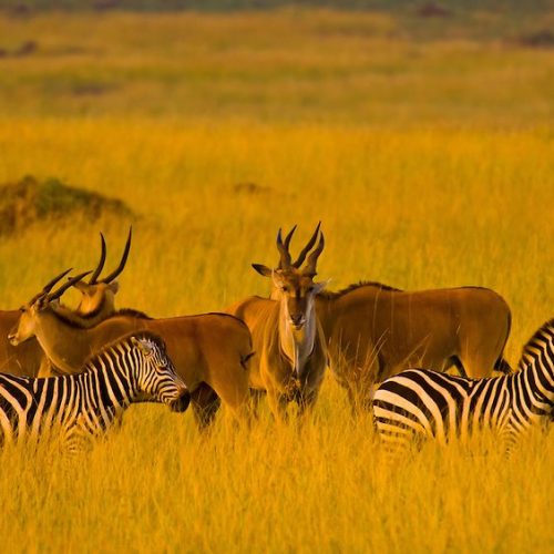 5 day Kenya safari from Nairobi to Ol Pejeta and Masai Mara