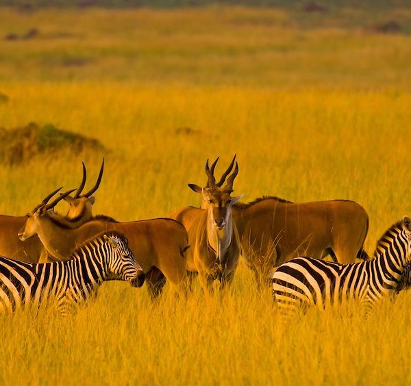 5 day Kenya safari from Nairobi to Ol Pejeta and Masai Mara