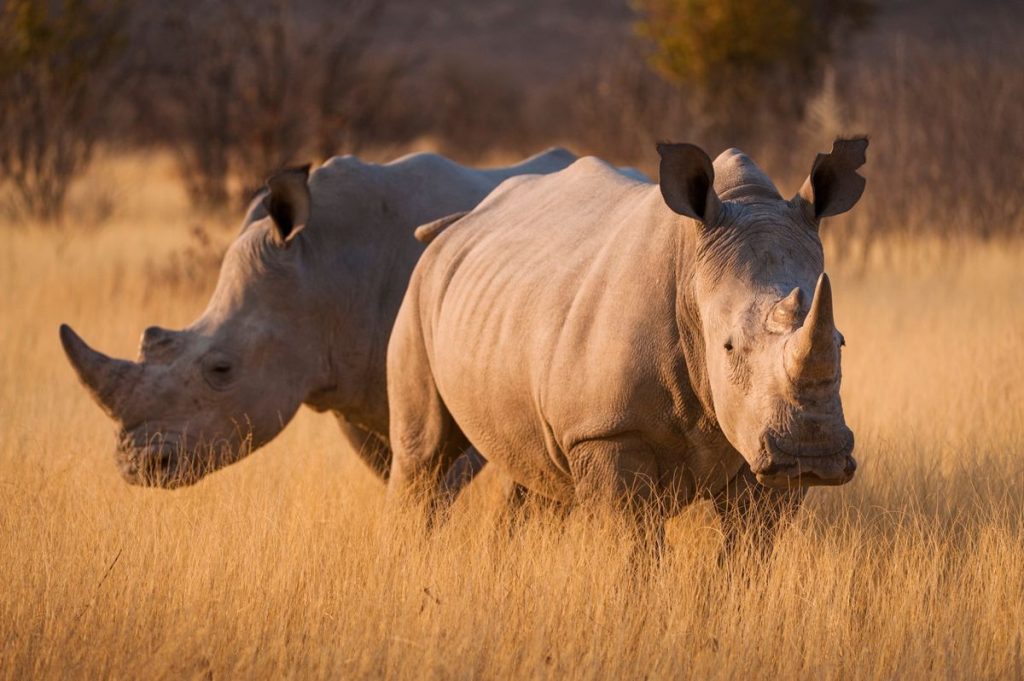 Ol Pejeta Conservancy Kenya safari destination