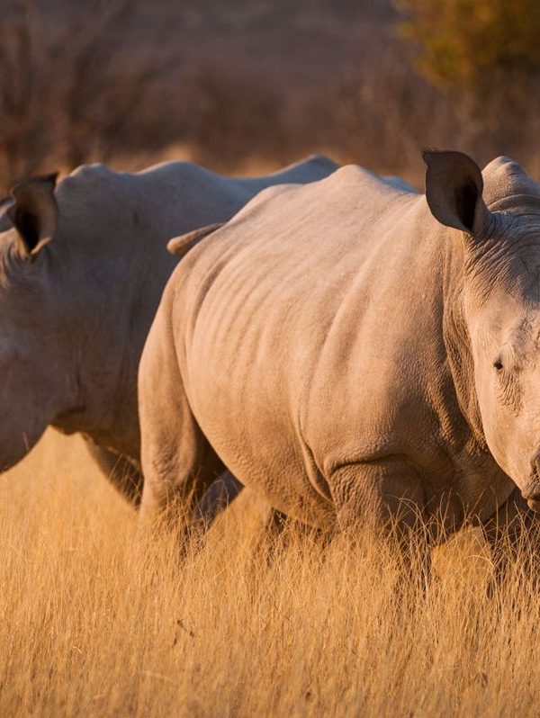 5 day Samburu Ol Pejeta and Lake Nakuru safari from Nairobi
