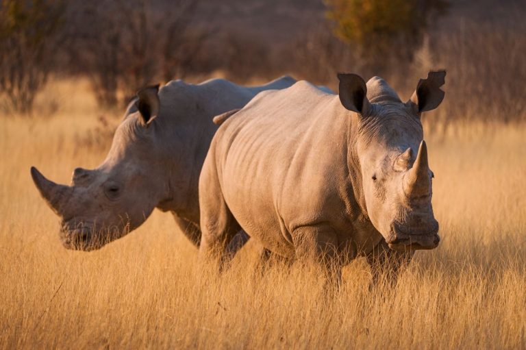 5 day Samburu Ol Pejeta and Lake Nakuru safari from Nairobi