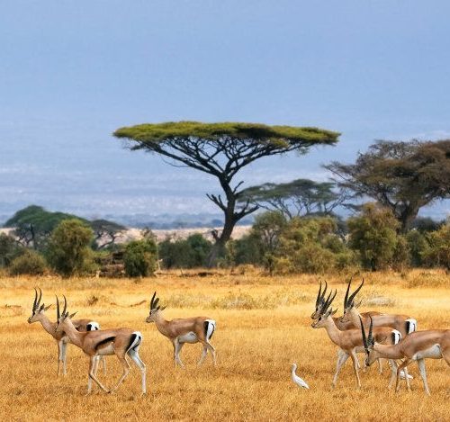 5 day safari from Diani Beach to Tsavo and Amboseli