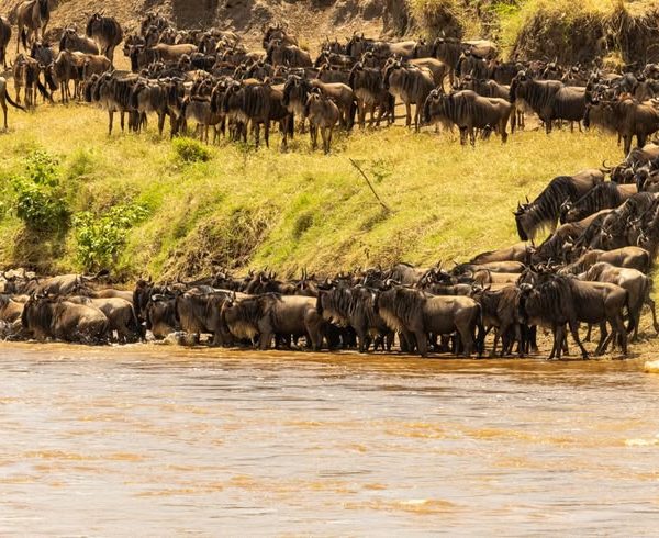 5 day wildebeest and big cat safari in Masai Mara