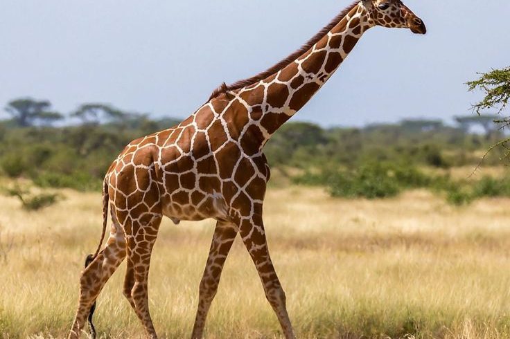 6 Day Amboseli, Tsavo West, Taita Hills and Tsavo East Safari From Mombasa