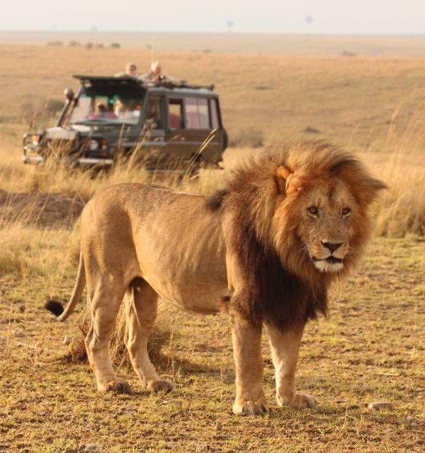 6 Day Masai Mara, Lake Nakuru, Lake Naivasha and Amboseli Safari From Nairobi