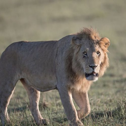 6 Day Mombasa to Amboseli, Lake Nakuru and Masai Mara Safari