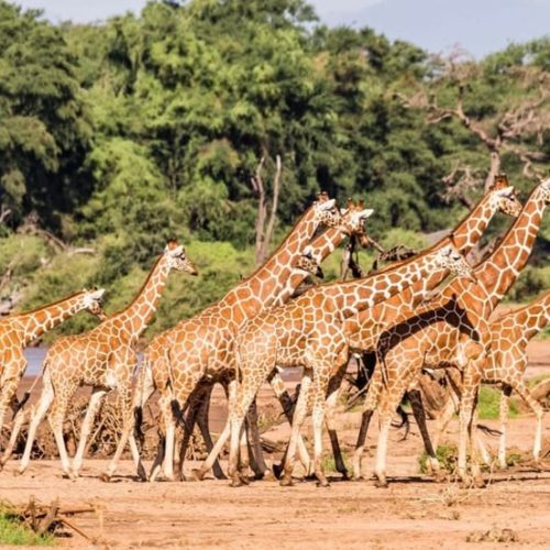 6 day Diani Beach to Amboseli Lake Nakuru and Masai Mara safari