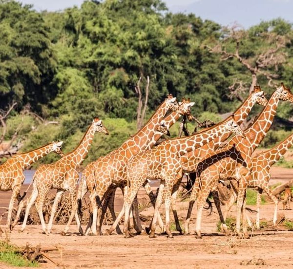6 day Diani Beach to Amboseli Lake Nakuru and Masai Mara safari