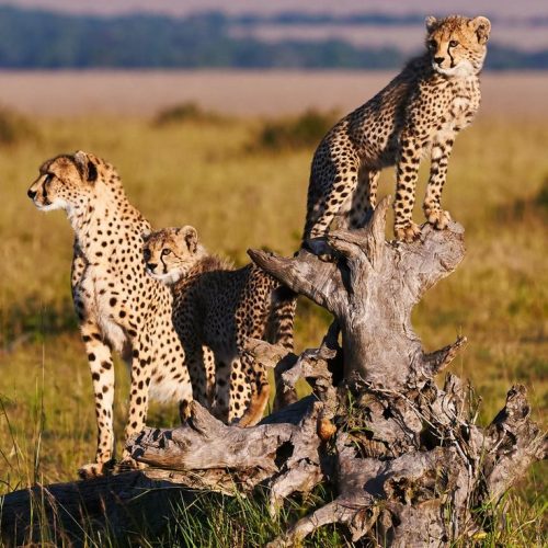 6 day Mombasa safari ending in Nairobi via Amboseli and Masai Mara