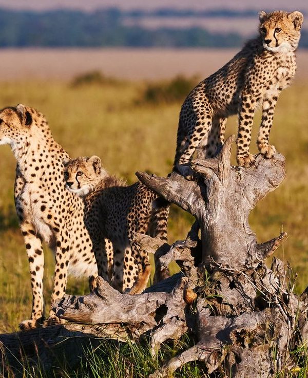 6 day Mombasa safari ending in Nairobi via Amboseli and Masai Mara