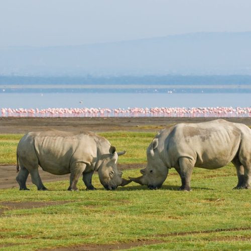 7 Day Kenya Explorer Safari From Nairobi – Amboseli, Naivasha, Nakuru & Masai Mara