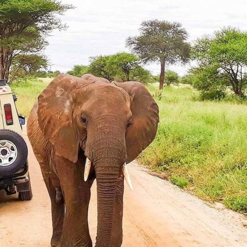 7 Day Kenya Wildlife and Beach Safari – Amboseli, Tsavo West, Taita Hills & Mombasa