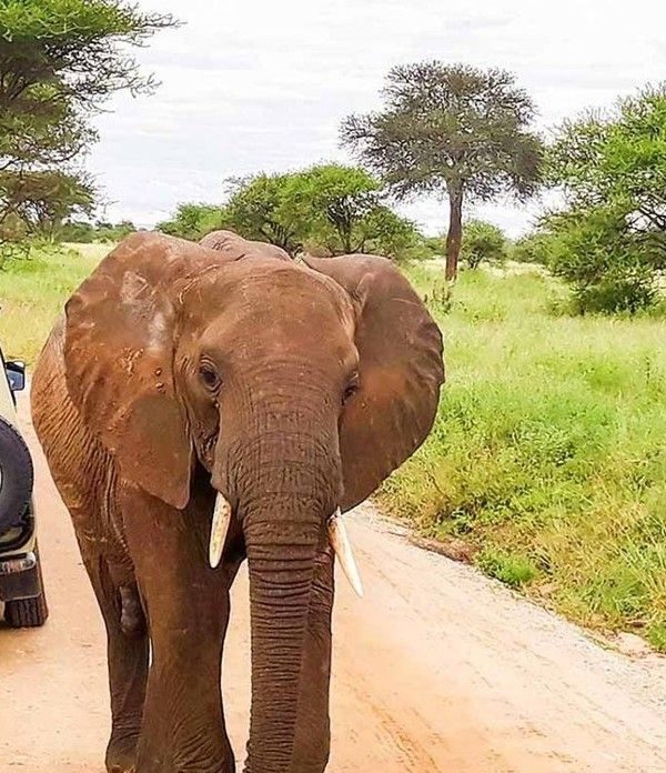 7 Day Kenya Wildlife and Beach Safari – Amboseli, Tsavo West, Taita Hills & Mombasa