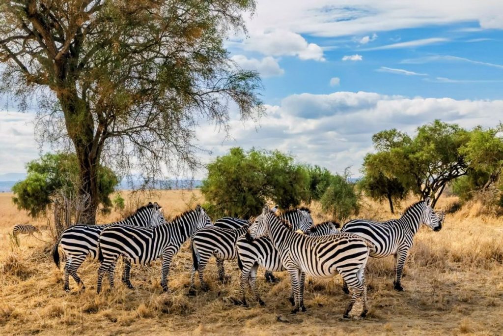 7 Day Samburu, Aberdare, Naivasha, Nakuru & Masai Mara Safari From Nairobi
