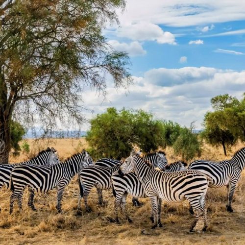 7 Day Samburu, Aberdare, Naivasha, Nakuru & Masai Mara Safari From Nairobi