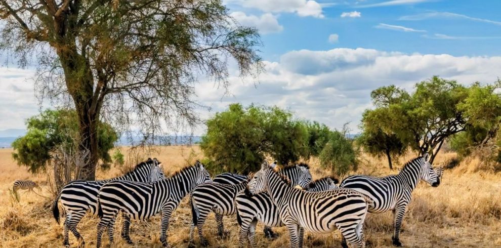 7 Day Samburu, Aberdare, Naivasha, Nakuru & Masai Mara Safari From Nairobi