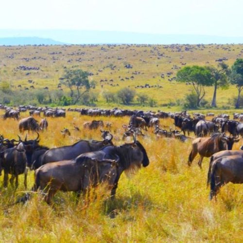 7 day Kenya wildlife safari from Nairobi