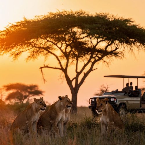 8 Day Kenya Classic Safari From Nairobi – Samburu, Ol Pejeta, Lake Nakuru, Naivasha and Masai Mara