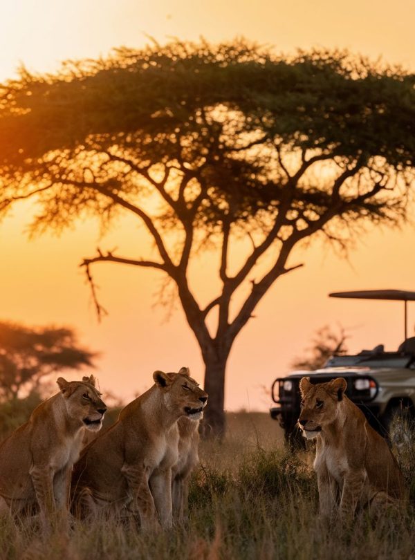 9 Day Northern Kenya and Masai Mara Safari From Nairobi