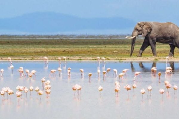 Amboseli Naivasha Nakuru Masai Mara private safari