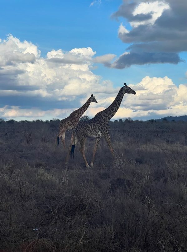 Amboseli Tsavo East safari package from Diani