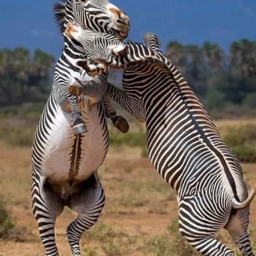Day Samburu, Ol Pejeta and Lake Nakuru Safari From Nairobi