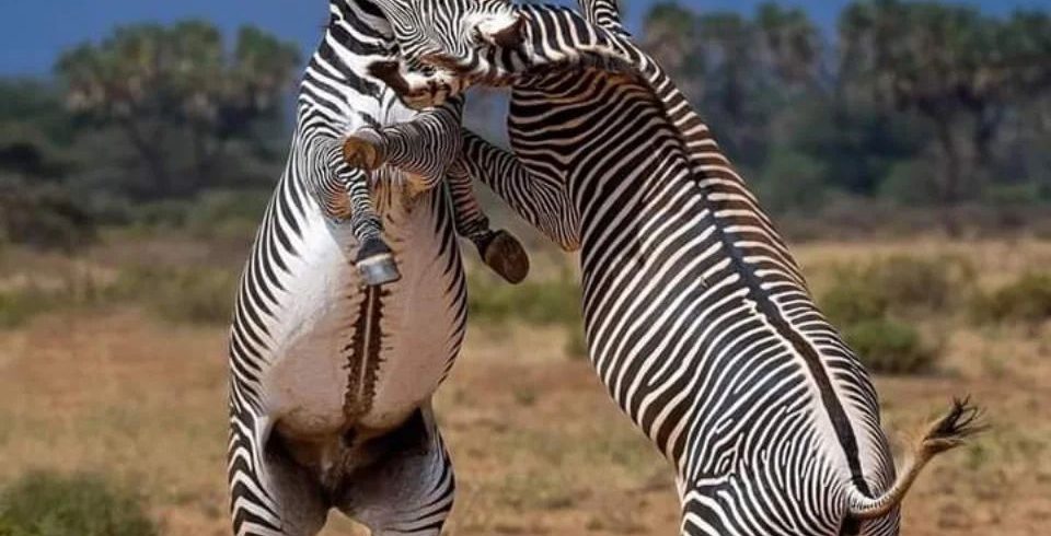 Day Samburu, Ol Pejeta and Lake Nakuru Safari From Nairobi