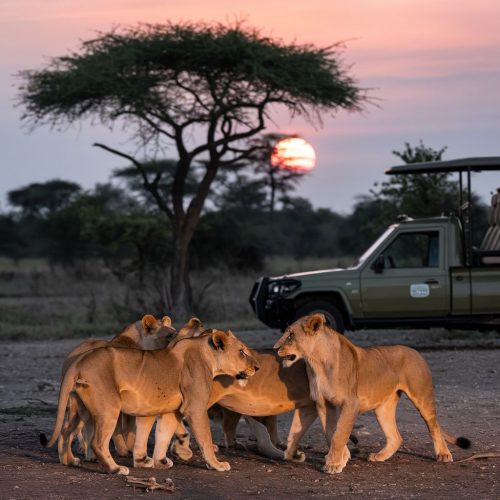 Diani Beach to Amboseli and Tsavo East safari