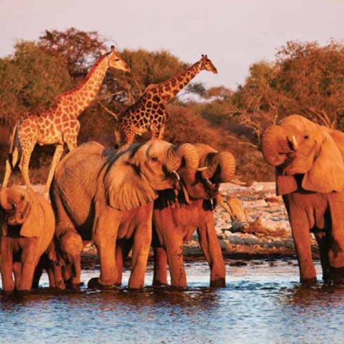 Diani Beach to Amboseli and Tsavo West safari