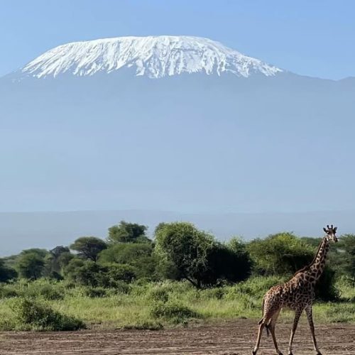 Diani Beach to Tsavo East Amboseli and Taita Hills safari