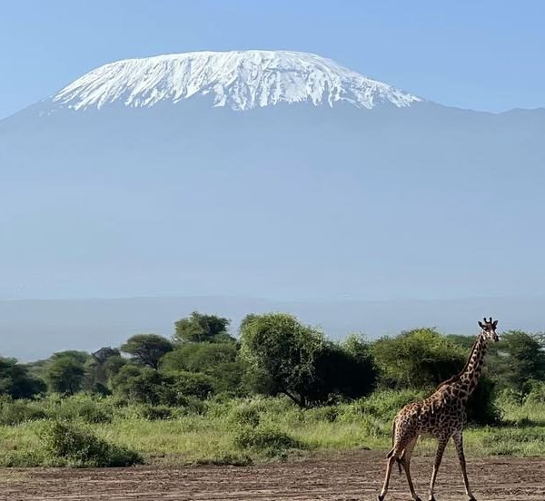 Diani Beach to Tsavo East Amboseli and Taita Hills safari