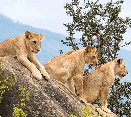 Diani Beach to Tsavo East Amboseli and Tsavo West safari