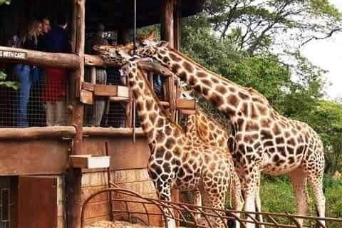 Full Day Nairobi National Park, Giraffe Centre and Karen Blixen Museum Tour