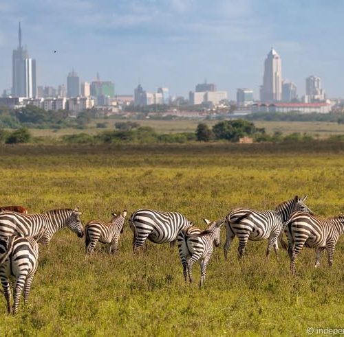 Half Day Nairobi National Park Safari From Nairobi
