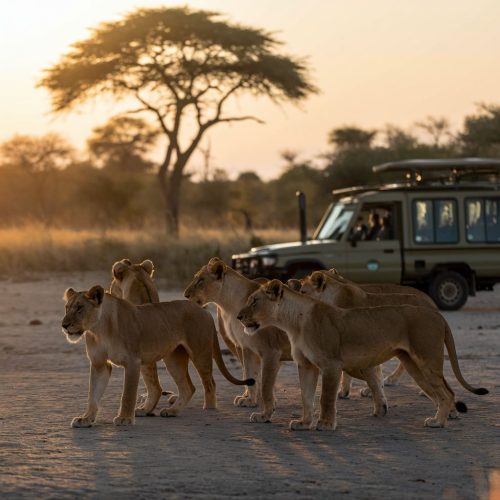 Masai Mara Amboseli Tsavo and Diani safari package