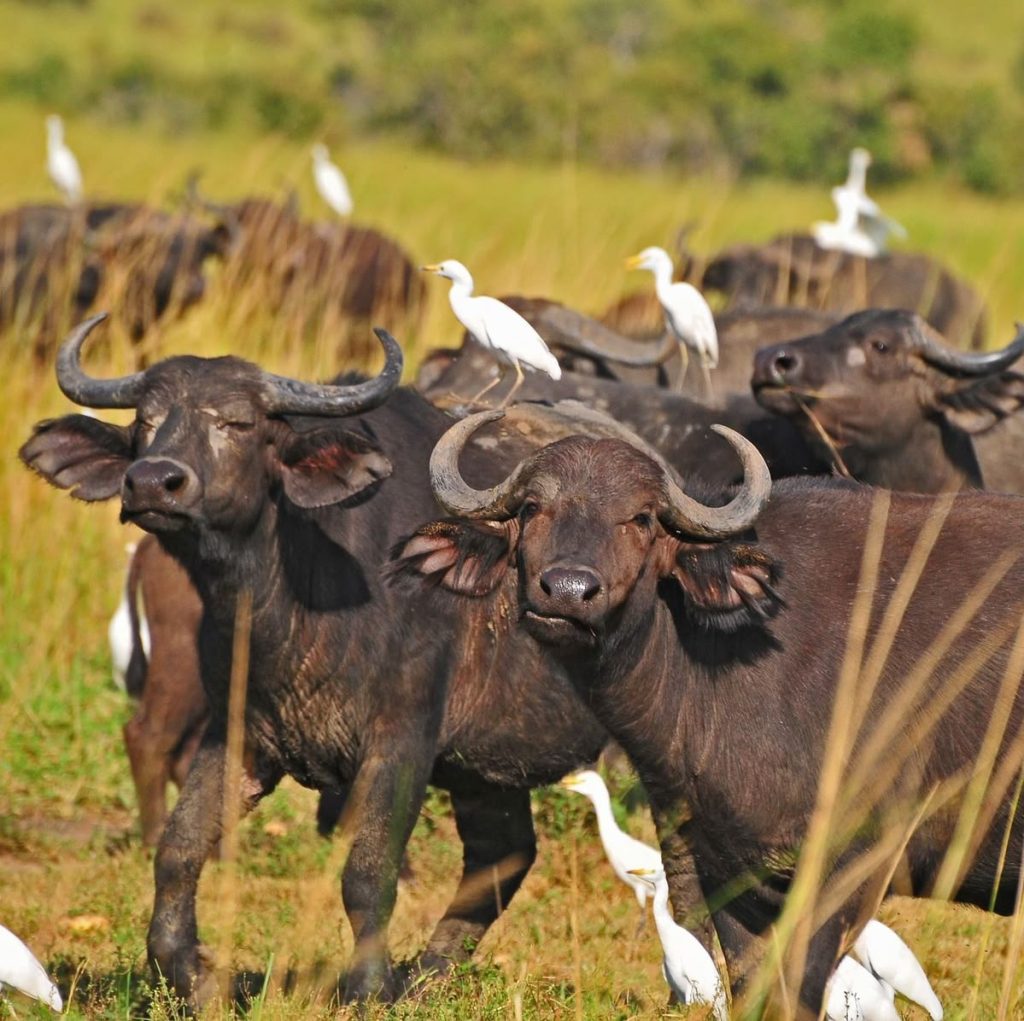 Masai Mara Lake Nakuru Naivasha Amboseli safari from Nairobi
