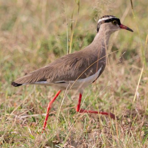 Masai Mara game drive safari from Nairobi