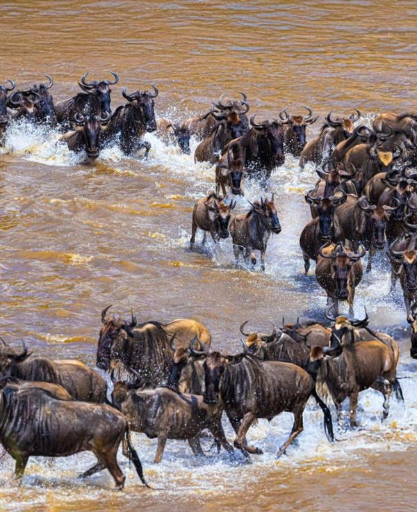Masai Mara great migration safari from Nairobi for 5 days