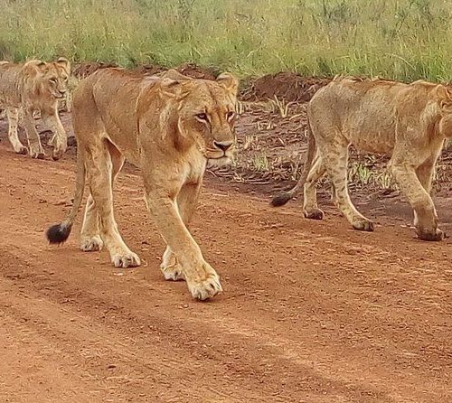 Mombasa safari to Amboseli and Tsavo West National Park