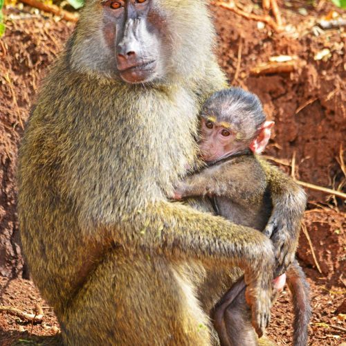 Mombasa to Amboseli Tsavo West and Tsavo East safari