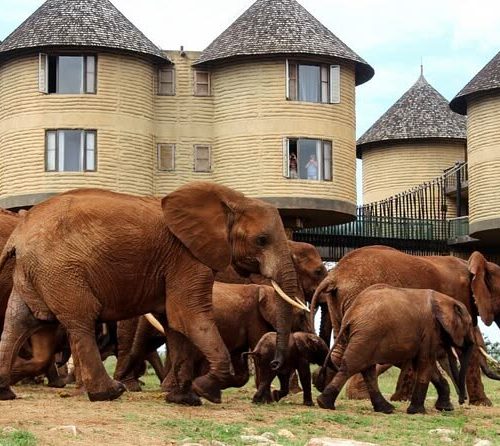 Mombasa to Tsavo East 2 day safari