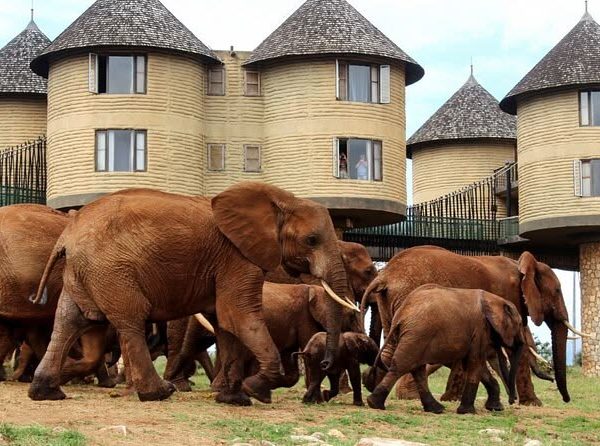 Mombasa to Tsavo East 2 day safari