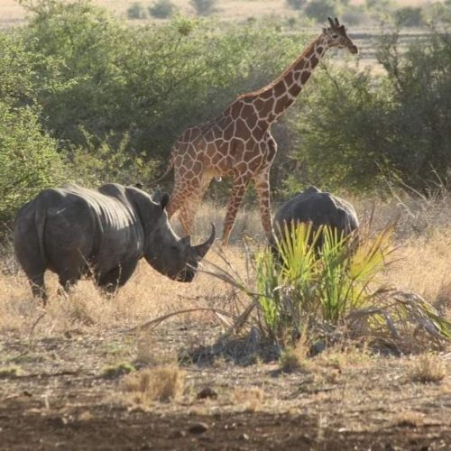 Mombasa to Tsavo East Tsavo West Amboseli safari