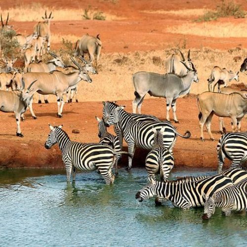 Mombasa to Tsavo East and Tsavo West safari